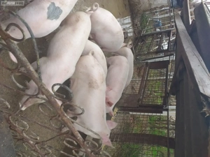 de vânzarea crescut in gospodărie proprie 