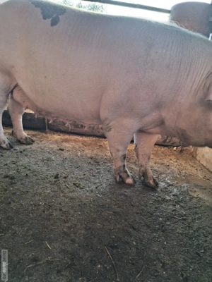 de vânzare scroafă 270 kg rasă marele alb ofer transport 