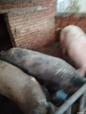 porci de vânzare 