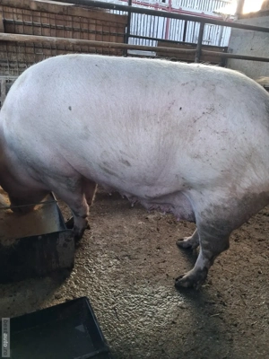 de vânzare scroafă 250 kg rasă marele alb ofer transport 