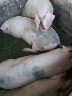 Porc de Crăciun crescut în gospodărie bio - imagine 3