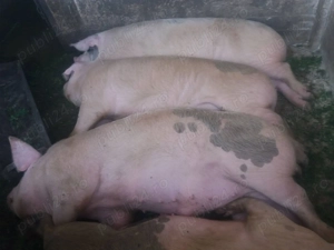 Porc de Crăciun crescut în gospodărie bio - imagine 2