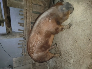 Oferta! Doar 11 lei kilogramul! 