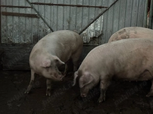 Vând porci pentru Crăciun și purcei - imagine 2