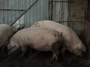 Vând porci pentru Crăciun și purcei