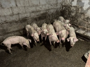 Vând porci pentru Crăciun și purcei - imagine 3