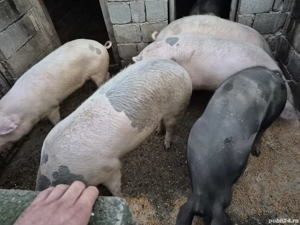 Porci de vanzare - imagine 3