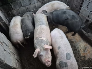 Porci de vanzare - imagine 2