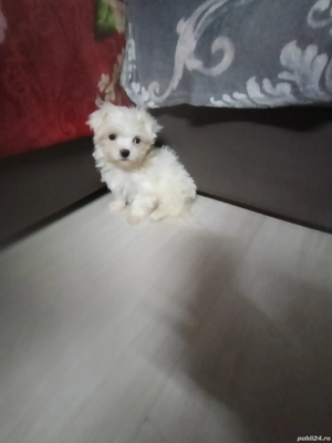 Bichon maltez alb imaculat 