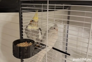 Pasari de vanzare Nimfe 