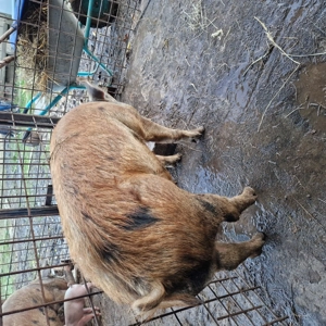 Porci de casa pentru craciun - imagine 3