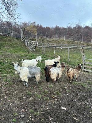 Vând 5 capre și un Țap