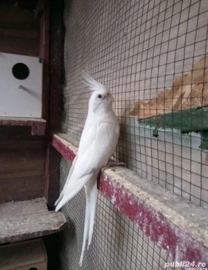 Papagali Nimfe de vanzare  - imagine 3