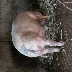 Porci de casa pentru craciun - imagine 2