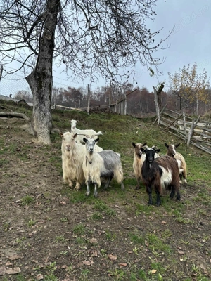 Vând 5 capre și un Țap - imagine 3