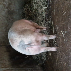 Porci de casa pentru craciun