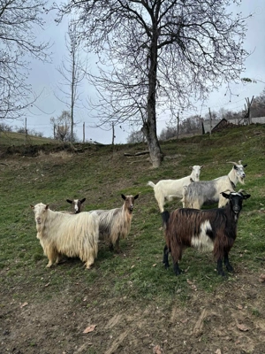 Vând 5 capre și un Țap - imagine 2