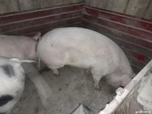 vand porci 