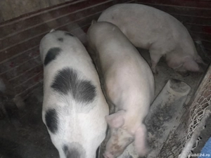 vand porci  - imagine 2