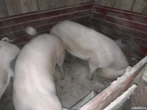 vand porci  - imagine 3