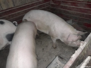 vand porci  - imagine 5