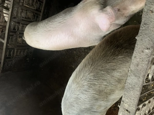 Vând porci 100-170 kg