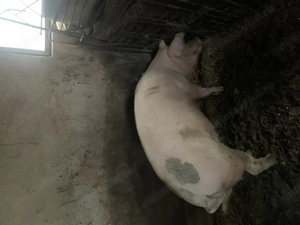 Vând porci 100-170 kg - imagine 3