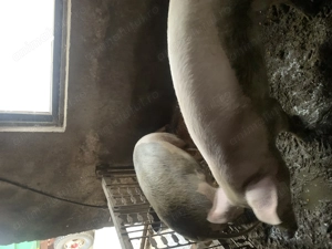 Vând porci 100-170 kg - imagine 2