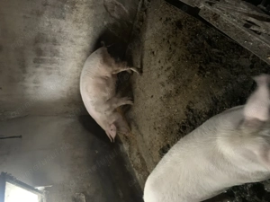 Vând porci 100-170 kg - imagine 4