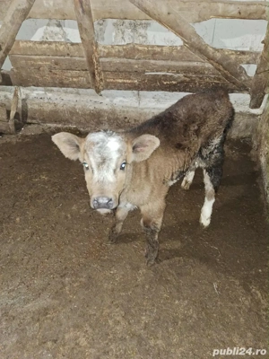 vitea albastru belgian 