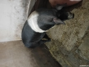 Porci de casa - imagine 2