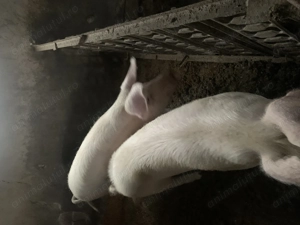 Vând porci 100-170 kg - imagine 7