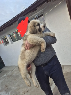 Ciobănești de Bucovina