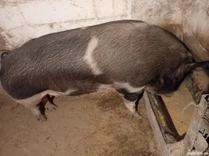 Porci de casa - imagine 3