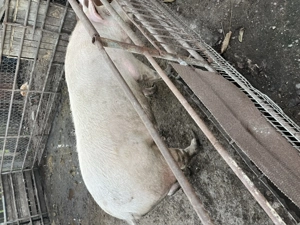 Porci pentru sacrificat