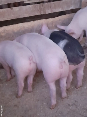 porc.         - imagine 5