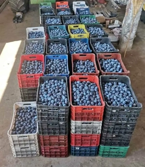 Tuica de Prune 40 de Grade, fara zahar