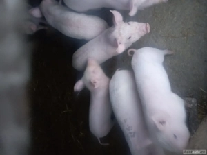 purcei de vinzare preț 500 lei bucata de 10  săptămâni  - imagine 4