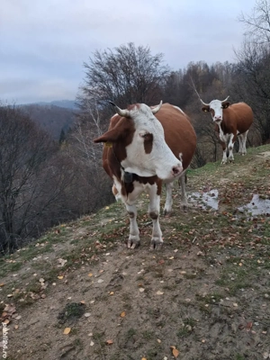 Vand vaca de 6 ani gestanta - imagine 2