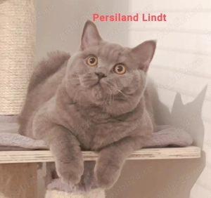 British longhair lilac și blue