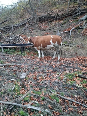 Vand vaca de 6 ani gestanta - imagine 4