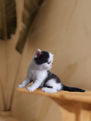 British Shorthair  - imagine 2