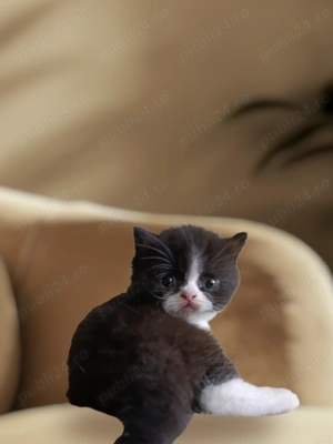 British Shorthair  - imagine 4