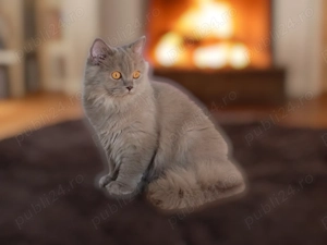 British Shorthair  - imagine 3