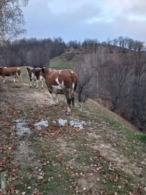 Vand vaca de 6 ani gestanta - imagine 5