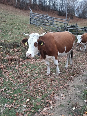 Vand vaca de 6 ani gestanta