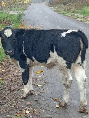 Animale porci - imagine 2