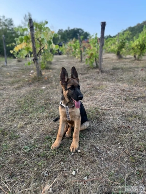 Vand ciobanesc german - imagine 2