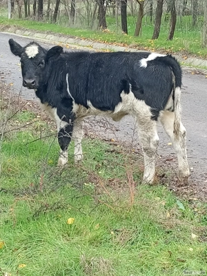 Animale porci - imagine 3