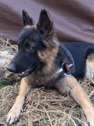 Pui,ciobănesc german